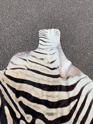 A large taxidermy zebra skin rug