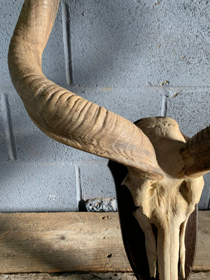 A very large pair of kudu horns mounted on a wooden shield