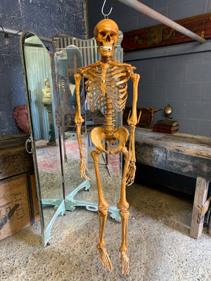 A life-sized anatomical skeleton model on stand