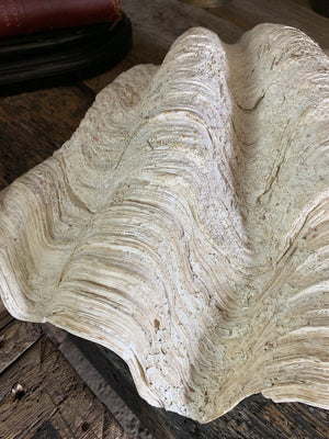 A Giant Clam Shell specimen (Tridacna Gigas)- 60cm