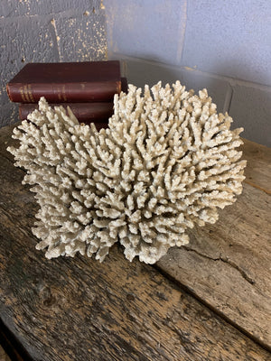 A very large coral natural history specimen - 43cm
