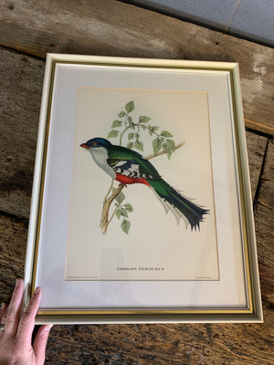 A set of 20 Gould and Richter bird lithographs by Hullmandel and Walton