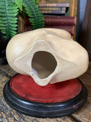 An oversized ceramic skull model