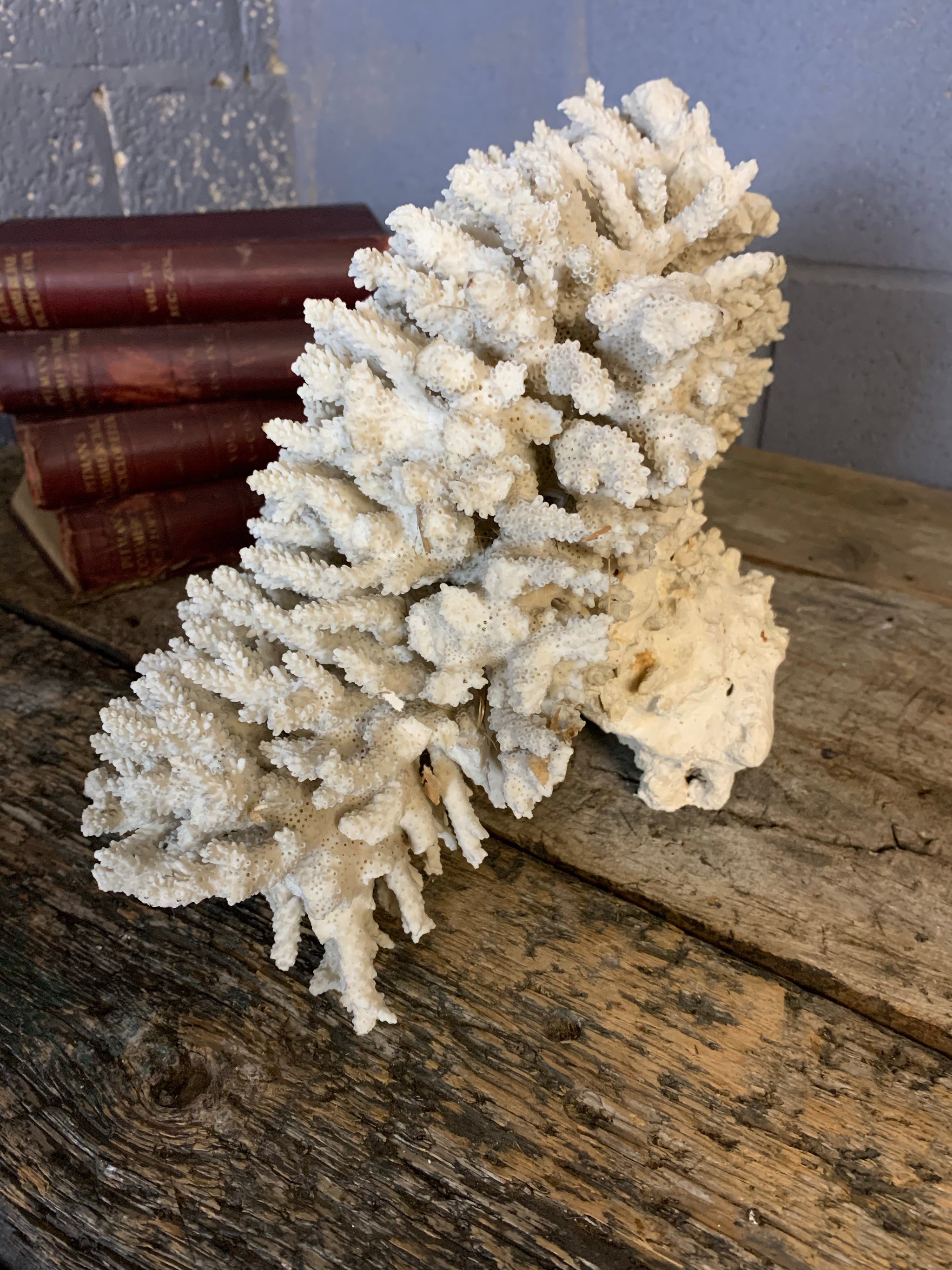 A very large coral natural history specimen - 43cm - Belle and