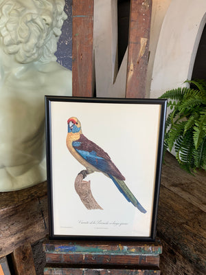 Rare exotic bird framed print 1796-1812- parrot, turaco, bird of paradise, 'tucan'