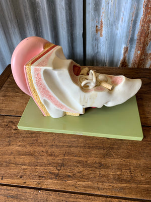 A Somso anatomical ear model on stand from Adam Rouilly