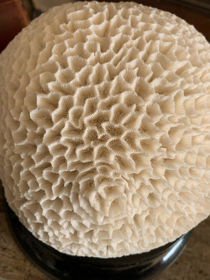 A large brain coral natural history specimen