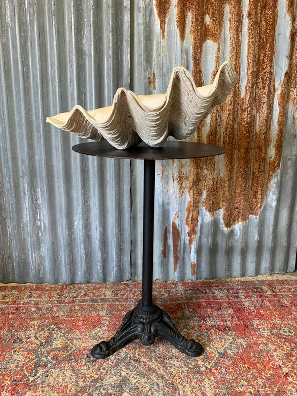 A Giant Clam Shell specimen (Tridacna Gigas)- 60cm - Belle and Beast ...