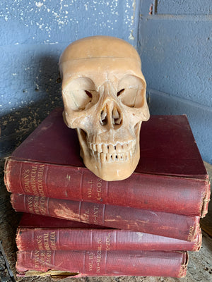 An articulated human skull model
