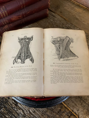 An antiquarian anatomy book by Heitzmann 1887