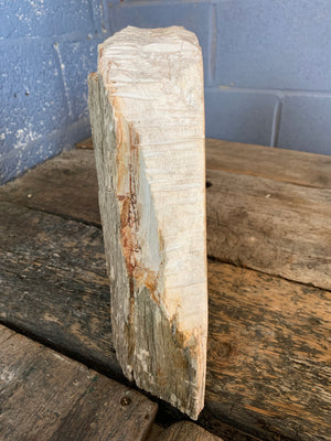A large ancient petrified wood specimen
