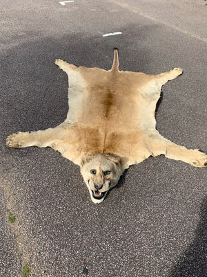 A Victorian taxidermy lion skin rug with full head