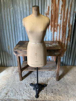 A Kennett and Lindsell mannequin - size 20