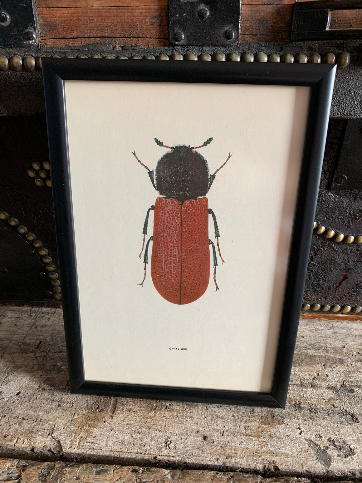 An original beetle bookplate print- Insect interest