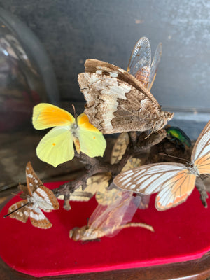 A Victorian entomology taxidermy display under a glass dome ; butterfly, moth, beetle, dragonfly, cicada