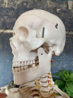 An anatomical skeleton model on a stand