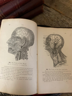 An antiquarian anatomy book by Heitzmann 1887