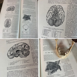 A rare pair of anatomical books: Philips Model Manikin of the human body male & female- W S  Furneaux