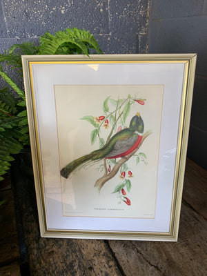 A set of 20 Gould and Richter bird lithographs by Hullmandel and Walton