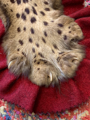 A Victorian taxidermy leopard rug