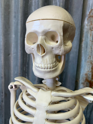 An anatomical skeleton model on stand