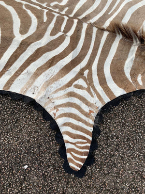 A large taxidermy zebra skin rug