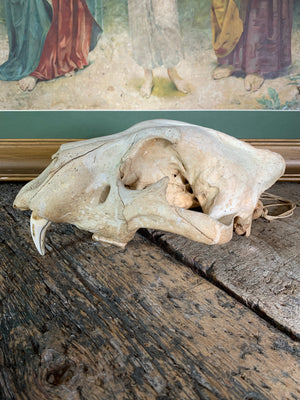 An antiquarian lion skull - Natural History specimen