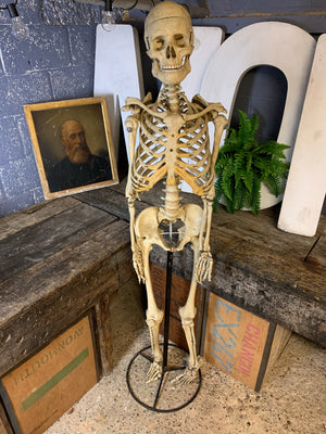 An antique anatomical skeleton model on a metal stand