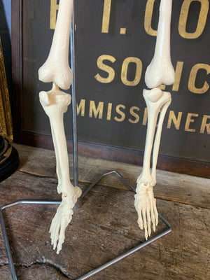 A half-sized anatomical skeleton model on metal stand