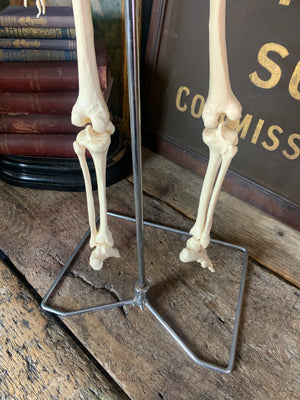 A half-sized anatomical skeleton model on metal stand