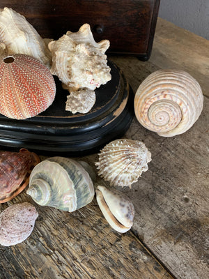 A collection of old seashells