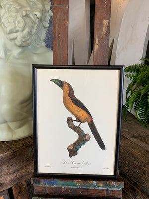 Rare exotic bird framed print 1796-1812- parrot, turaco, bird of paradise, 'tucan'