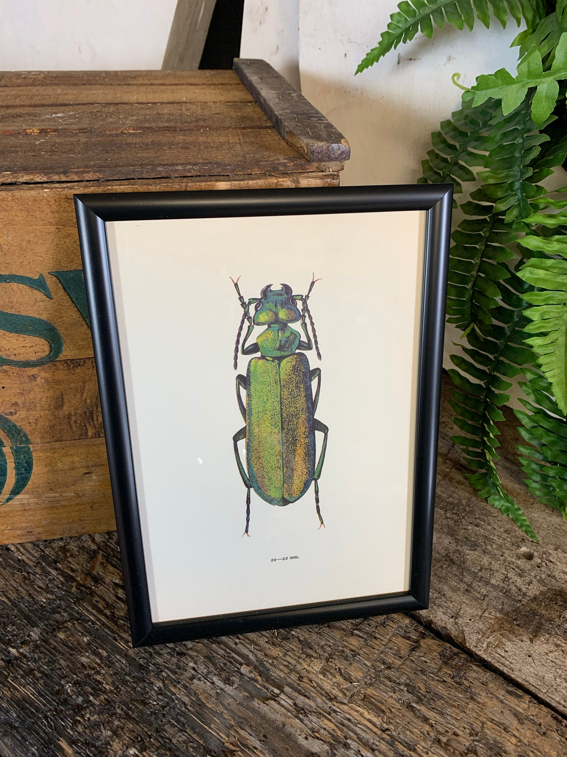 An original beetle bookplate print- Insect interest