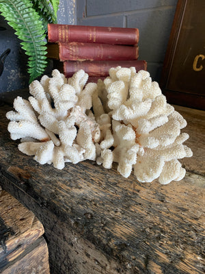 A very large coral natural history specimen