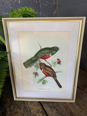 A set of 20 Gould and Richter bird lithographs by Hullmandel and Walton