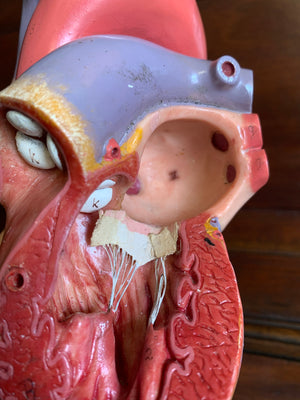 A Somso anatomical heart supplied by Adam Rouilly