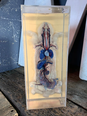 A dissected wet specimen of a white rabbit.