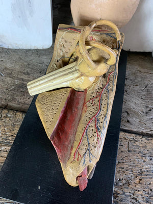 An early large anatomical model of the ear