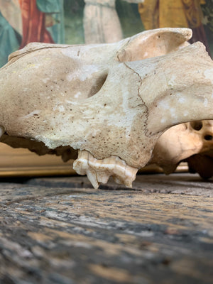 An antiquarian lion skull - Natural History specimen