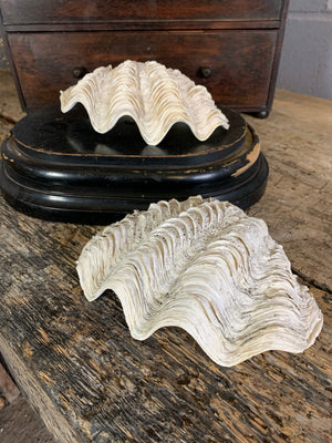 A pair of giant clam shells