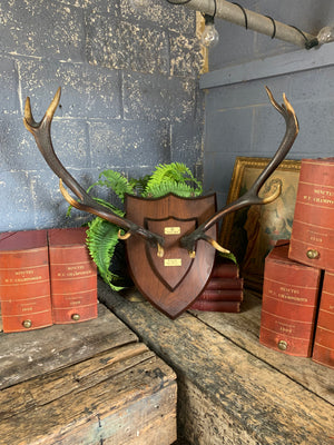 A large pair of ‘Royals’ red deer horns mounted on a wooden shield