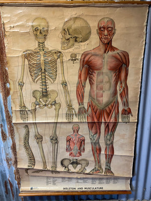 A very large scientific wall chart of the human skeleton and musculature