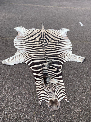 A large taxidermy zebra skin rug