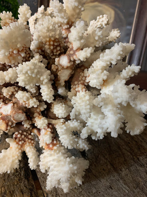 A very large coral natural history specimen - 33cm