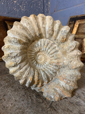 A large cretaceous ammonite fossil - 21cm c. 6kg