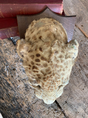 An Edwardian taxidermy leopard head mount by Van Ingen & Van Ingen, Mysore
