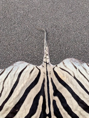 A large taxidermy zebra skin rug