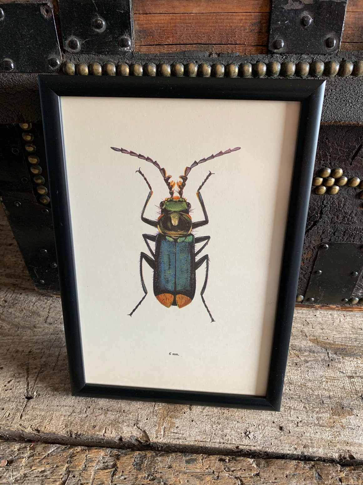 An original beetle bookplate print- Insect interest