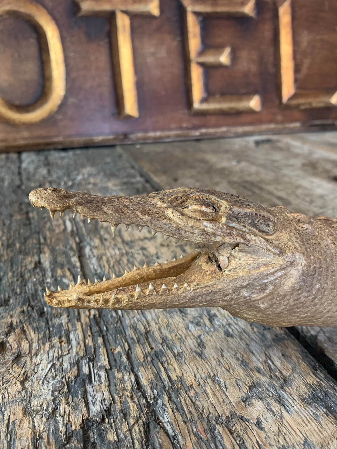 A Victorian full specimen taxidermy crocodile