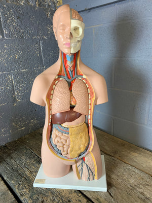An anatomical model of the torso by Philip Harris
